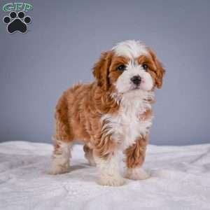 Teddy, Cavapoo Puppy